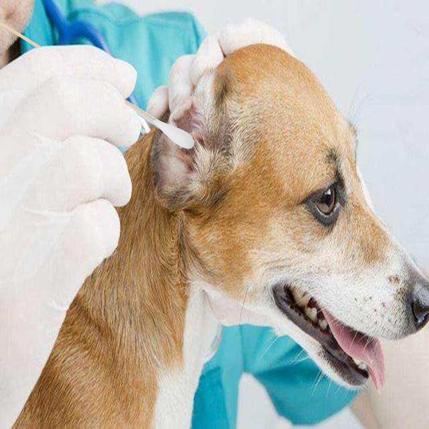 6 Inch Long Cotton Swabs (Large Size) 100pcs for Pets, Gun Cleaning or Makeup