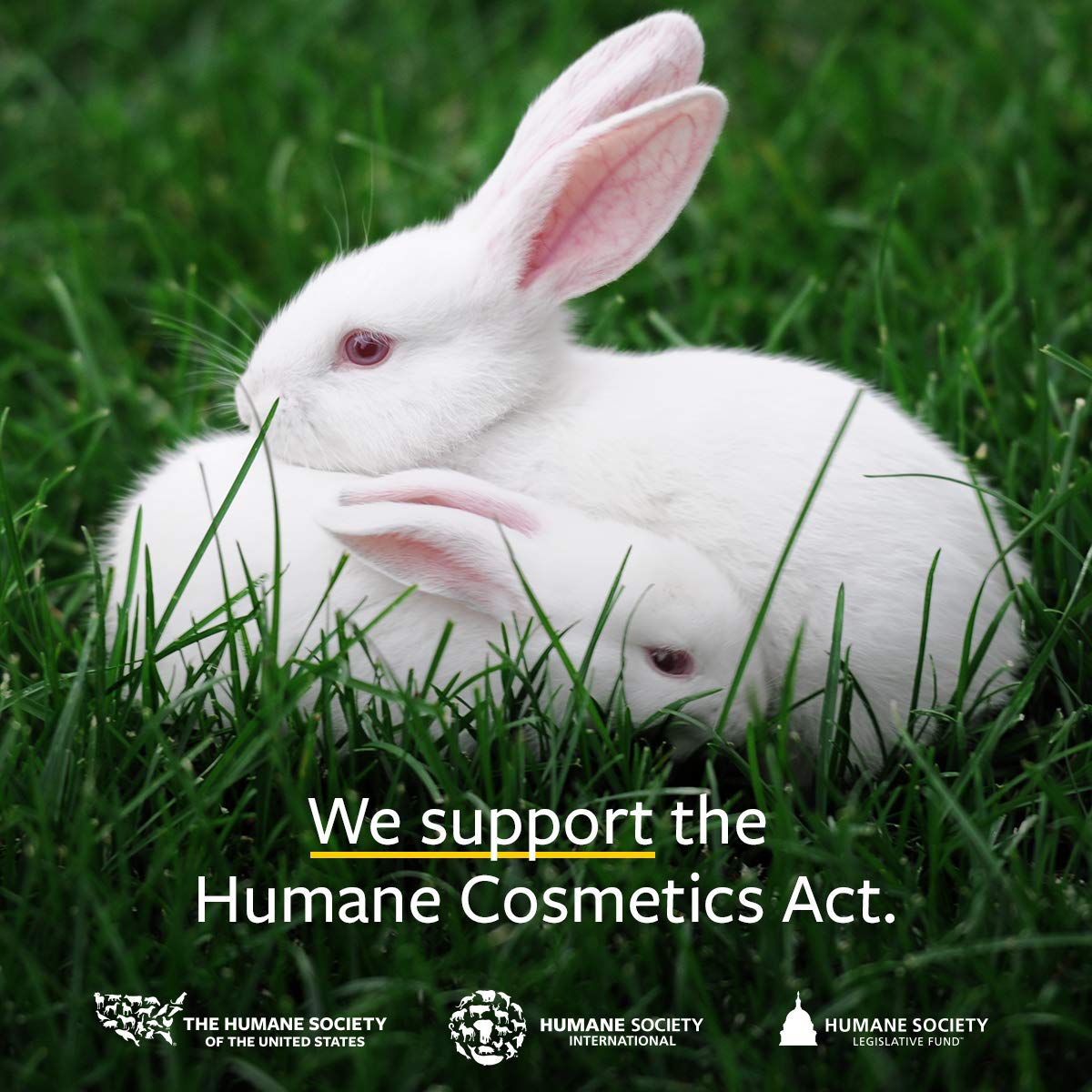 US Organic 100% Pure Cinnamon Leaf Essential Oil - USDA Certified Organic, Steam Distilled - W/Euro Dropper (More Size Variations Available) (30 ml / 1 fl oz)