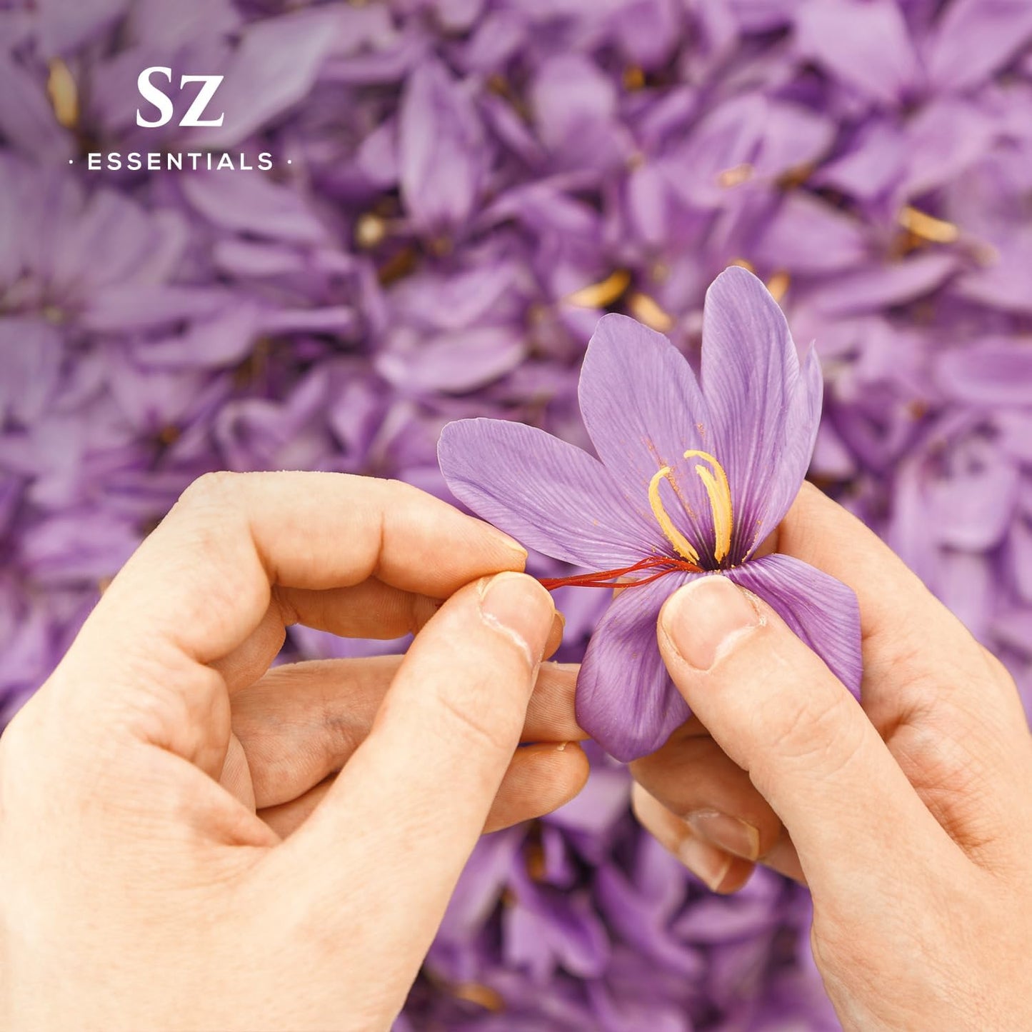 Saffron Essential Oil, 100% Pure, Extracted from Stigmas of The Saffron Flower - Spicy & Floral Scent with Earthy Overtones - Therapeutic Grade & Vegan - 0.17oz (5ml)