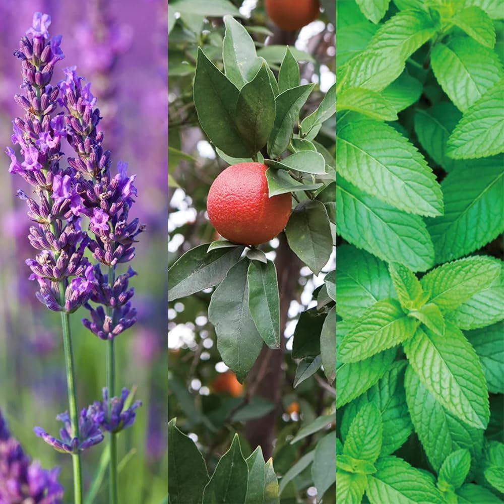 Aromatics International Lavender Blood Orange & Spearmint Hydrosol 100ml | Aromatic Blend Mist for Refreshing Spaces